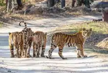 MP's Madhav National Park became India's 58th tiger reserve