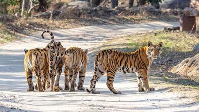 MP's Madhav National Park became India's 58th tiger reserve