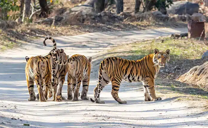 MP's Madhav National Park became India's 58th tiger reserve