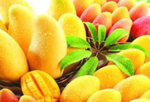 Amazing Health Benefits of Eating Mango