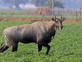 There was a stir in Sambhal after Nilgai meat was found, police registered a case