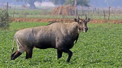There was a stir in Sambhal after Nilgai meat was found, police registered a case