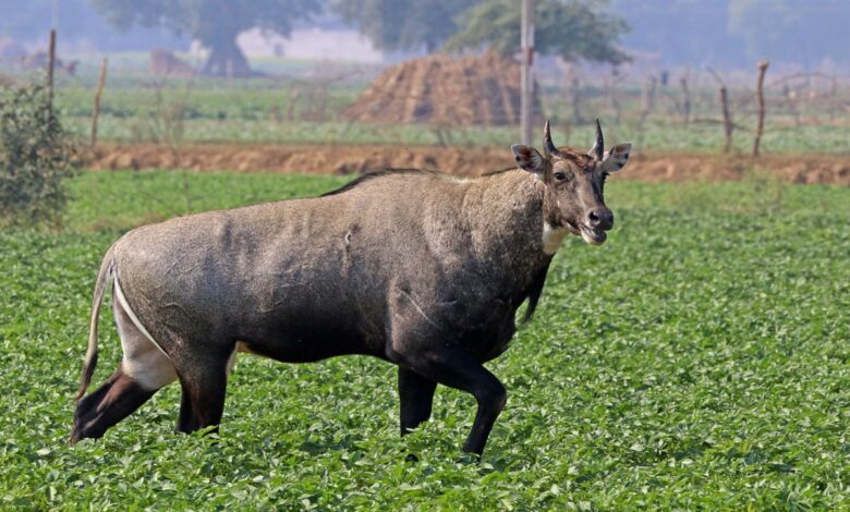 There was a stir in Sambhal after Nilgai meat was found, police registered a case