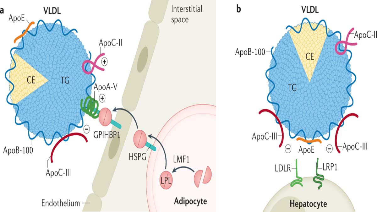 Apolipoprotein C-II Deficiency: Causes