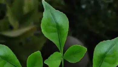 Belpatra in the house auspiciousness and rules of Vastu