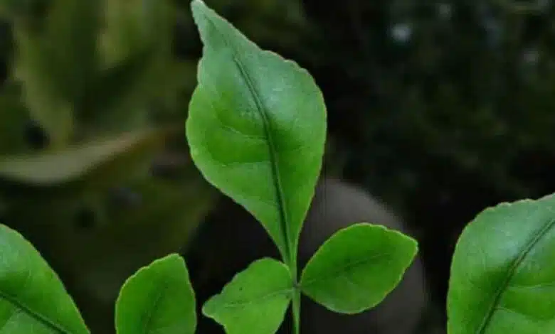 Belpatra in the house auspiciousness and rules of Vastu