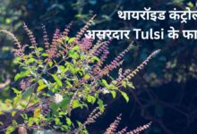Benefits of Tulsi in controlling thyroid