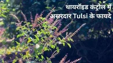 Benefits of Tulsi in controlling thyroid
