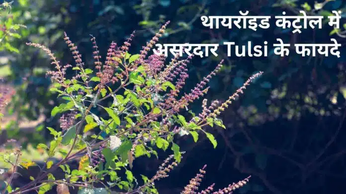 Benefits of Tulsi in controlling thyroid