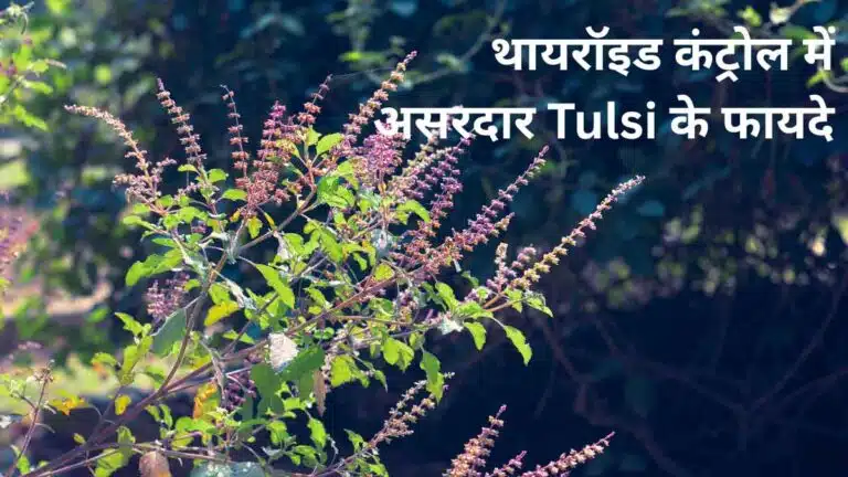 थायरॉइड कंट्रोल में असरदार Tulsi के फायदे