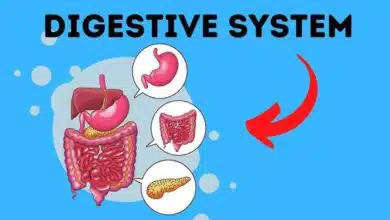 Digestive Disorders: Causes, Symptoms