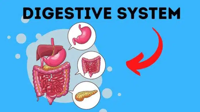 Digestive Disorders: Causes, Symptoms
