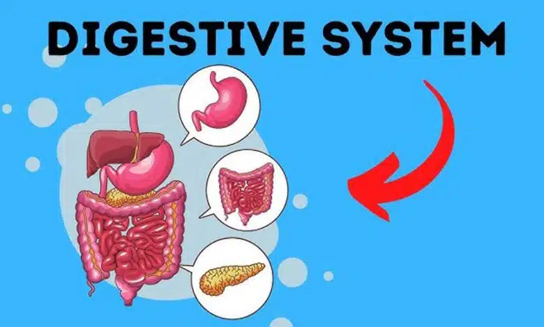 Digestive Disorders: Causes, Symptoms