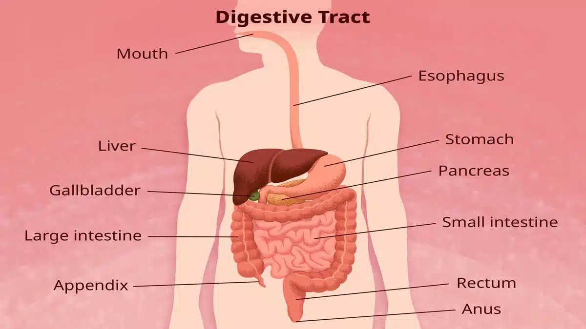Digestive Disorders: Causes, Symptoms