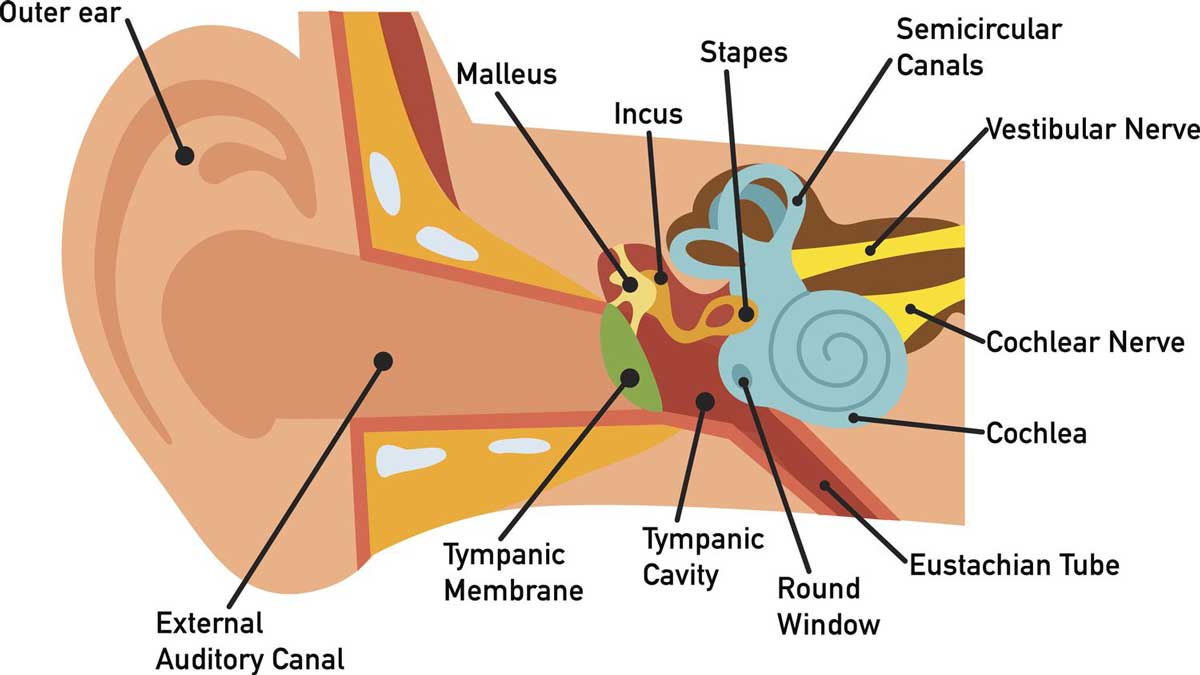 Ear Diseases2 Ear Diseases: Causes, Symptoms, Treatment