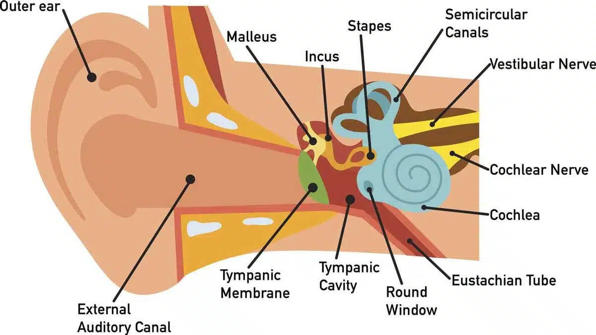 Ear Diseases: Causes, Symptoms, Treatment