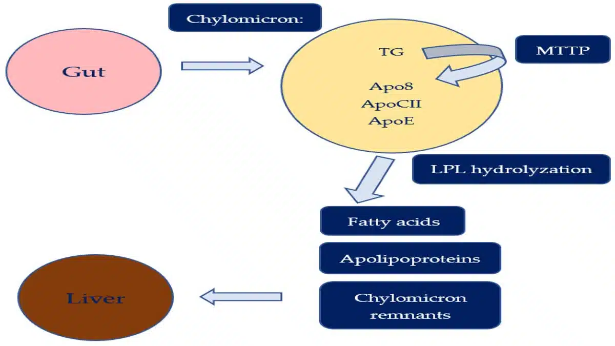 Hyperlipoproteinemia 2