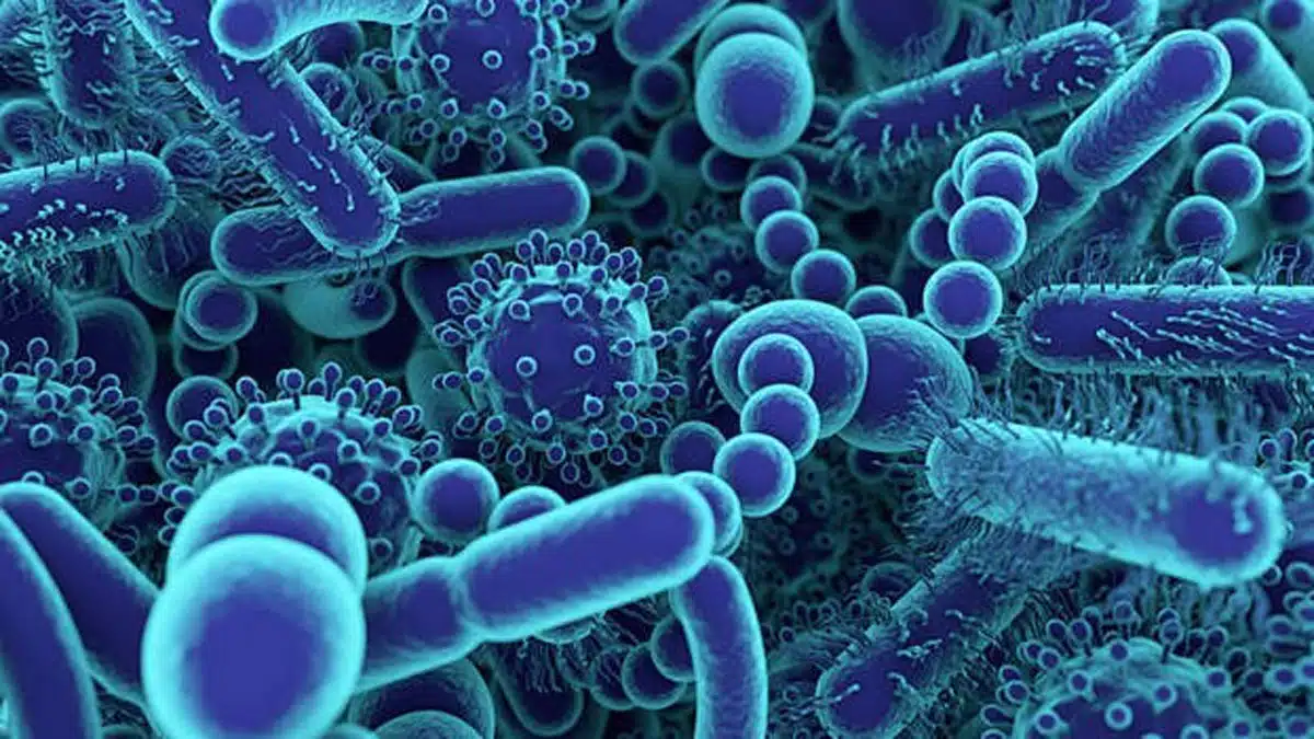 Kerala Avial Disease: Causes, Symptoms