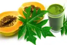 Papaya leaf juice A treasure trove of health!