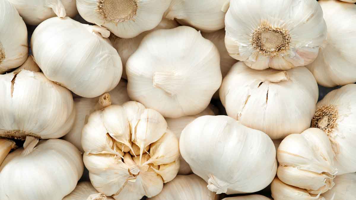 Raw Garlic in summer benefit or harm