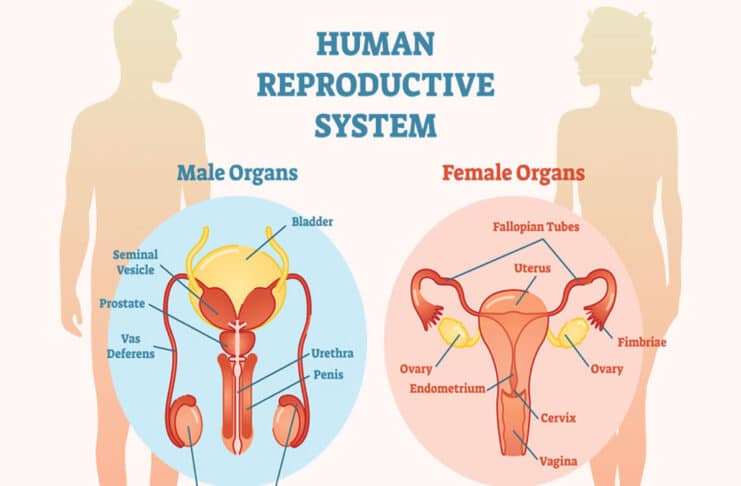Reproductive Problems: Causes, Symptoms