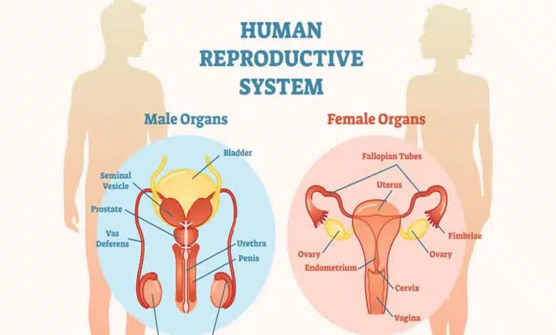 Reproductive Problems: Causes, Symptoms