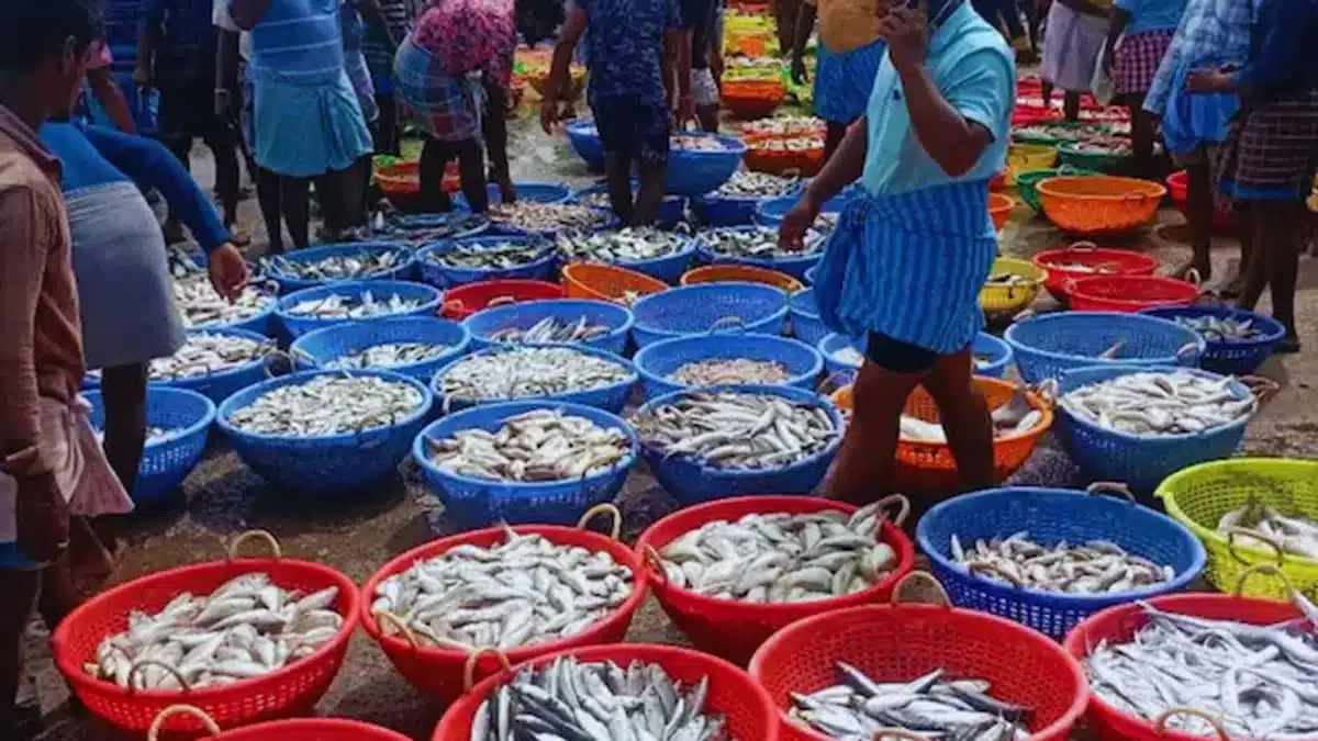 Fishing Ban in Tamil Nadu: 61 Days Starting April 15