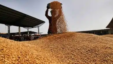 Wheat procurement in UP crossed 1 lakh ton mark