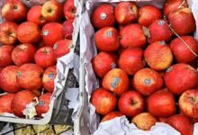 Boycott of Turkish apples in Pune