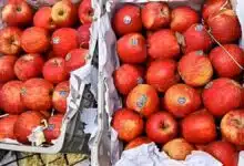 Boycott of Turkish apples in Pune