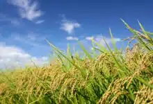The first 'pangenome' of Asian rice
