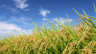 The first 'pangenome' of Asian rice