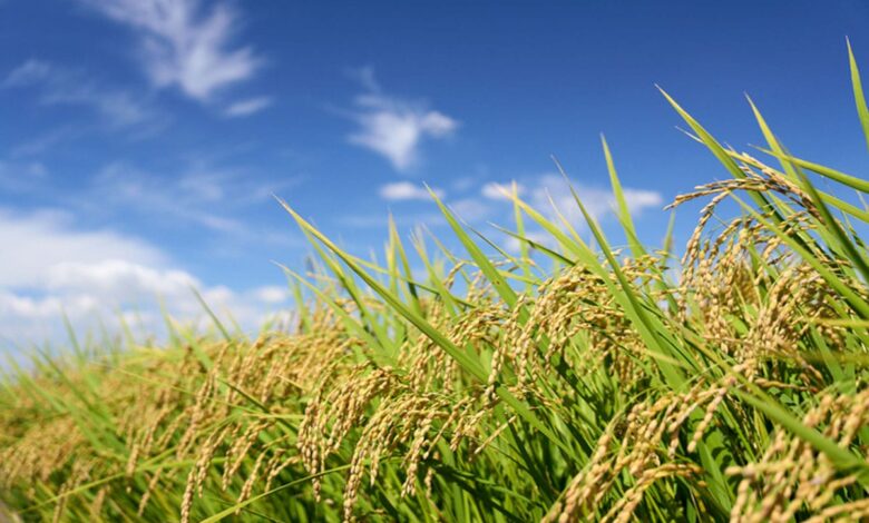 The first 'pangenome' of Asian rice