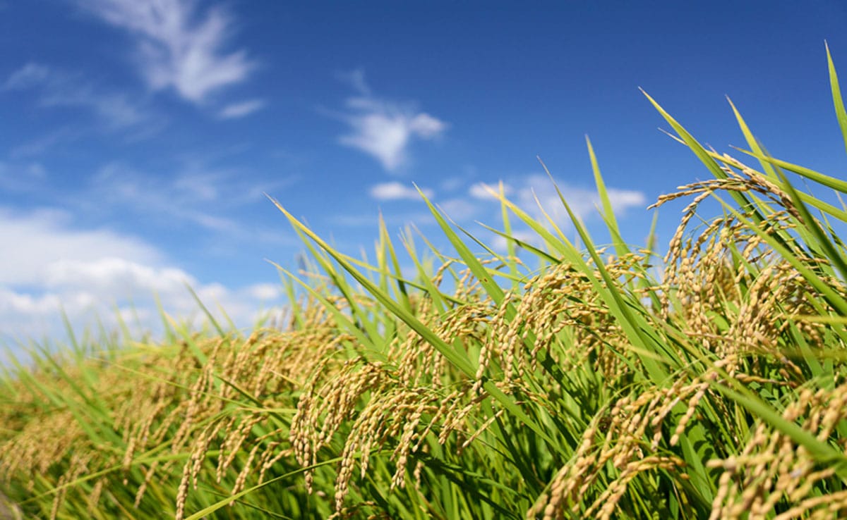 Rice Pangenome The first 'pangenome' of Asian rice