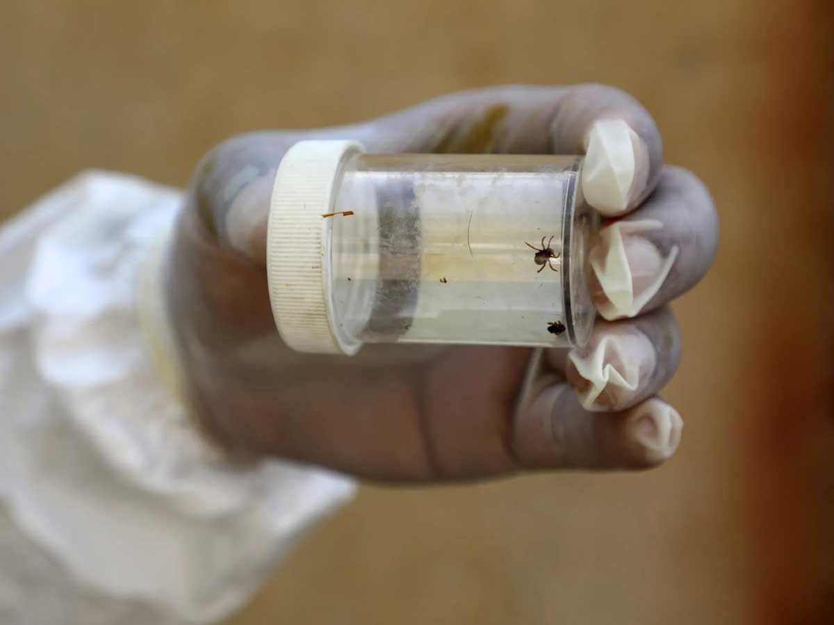 Pakistan records 3 deaths from Congo virus