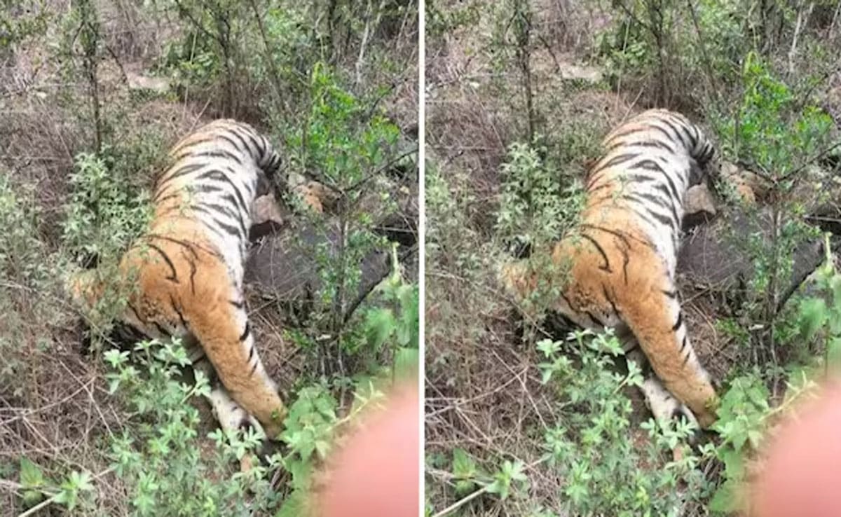 Tigress and her 4 cubs found dead in Karnataka, minister orders investigation