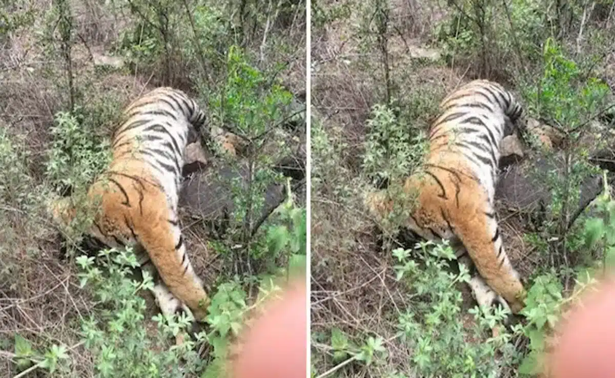 Tigress and her 4 cubs found dead in Karnataka, minister orders investigation