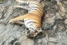 Tigress and her 4 cubs found dead in Karnataka, minister orders investigation