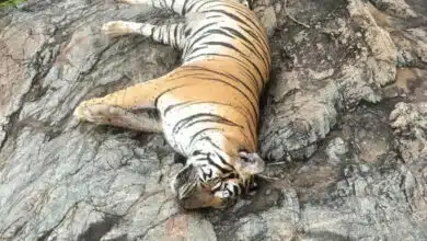 Tigress and her 4 cubs found dead in Karnataka, minister orders investigation