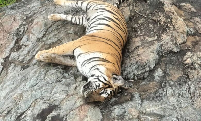 Tigress and her 4 cubs found dead in Karnataka, minister orders investigation