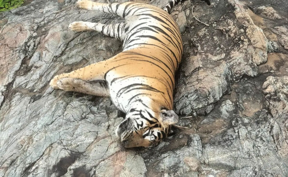 Tigress and her 4 cubs found dead in Karnataka, minister orders investigation