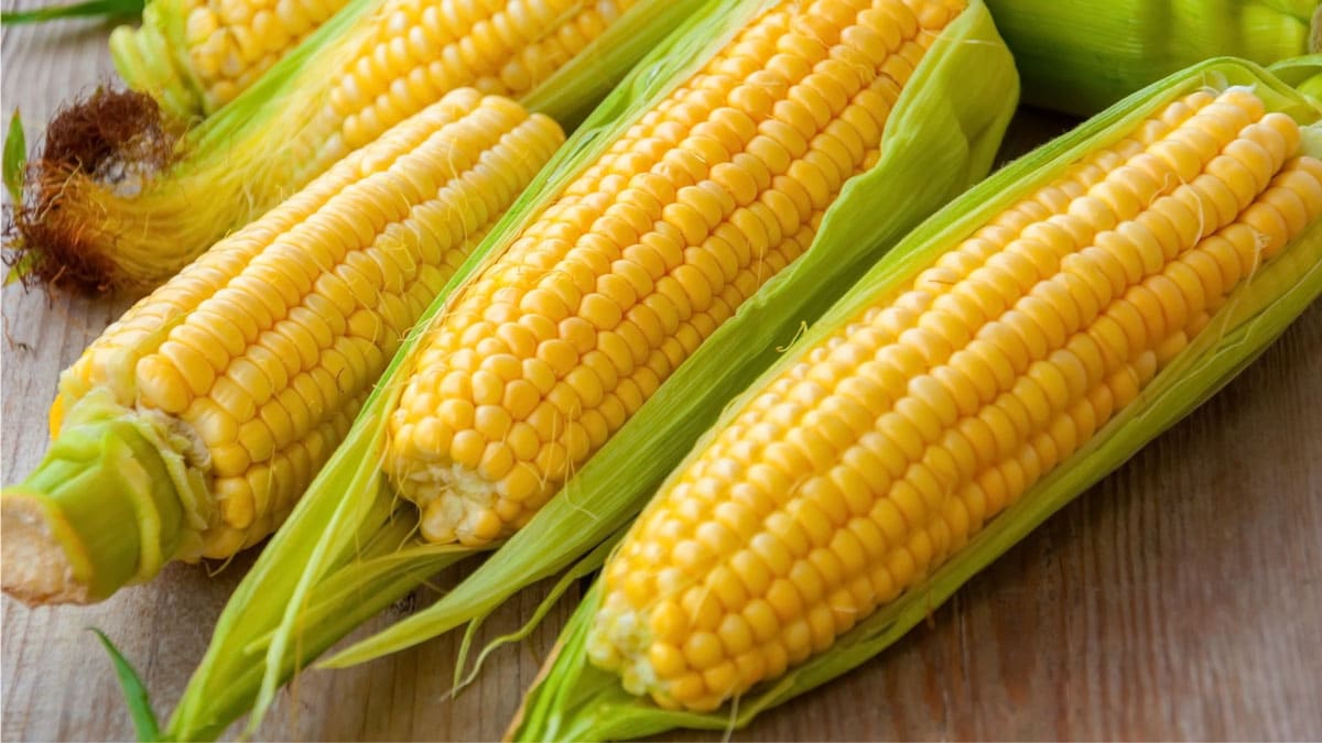Is Corn Good Or Bad For Diabetes?