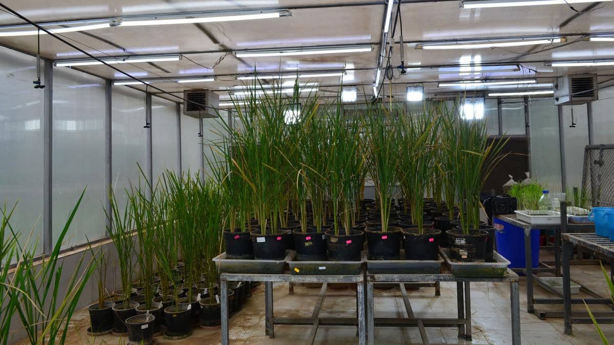 NIPGR developed gene-edited japonica rice
