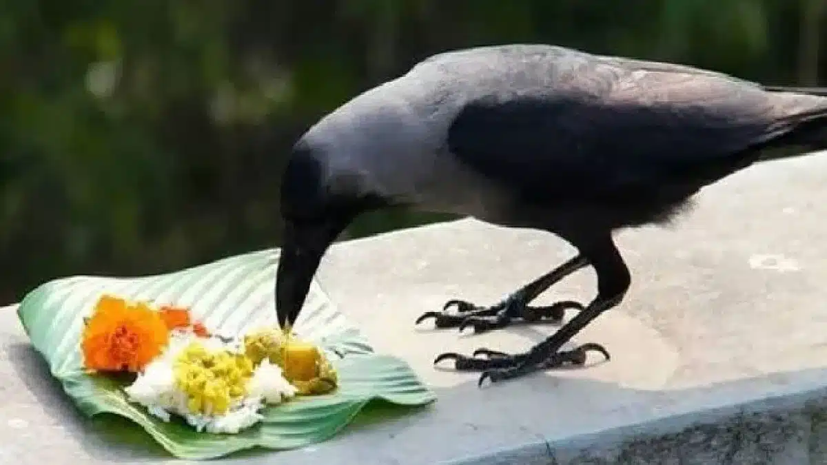 Pitru Paksh 2025: Know the dates, major rituals and special significance of lunar eclipse