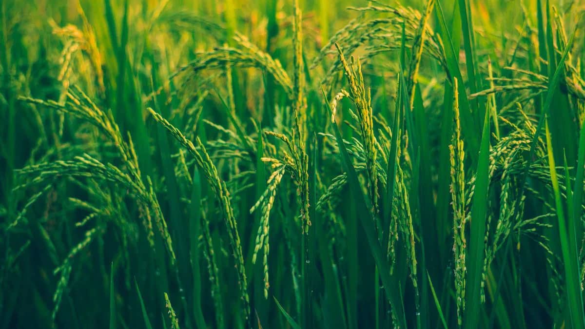 NIPGR developed gene-edited japonica rice