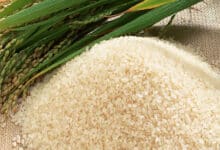 NIPGR developed gene-edited japonica rice