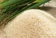 NIPGR developed gene-edited japonica rice