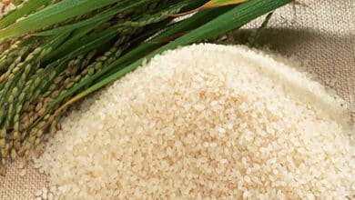 NIPGR developed gene-edited japonica rice