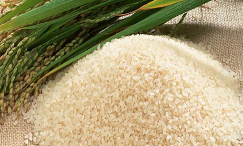 NIPGR developed gene-edited japonica rice