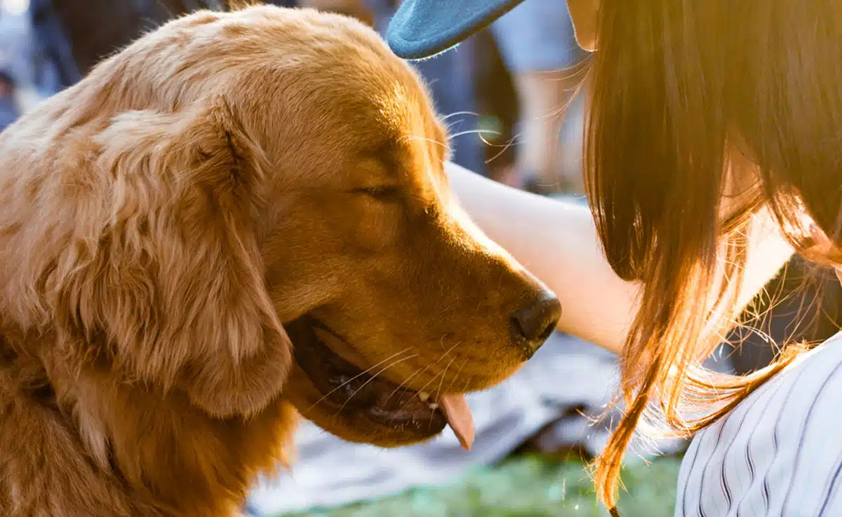 Why is Animal Birth Control not working properly?